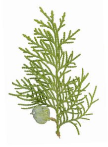 Rejuvelle Bath Bomb Gift Set -6 All Natural Soothing Sinus, Allergy, And Congestion Relief Fizzies. Eucalyptus, Peppermint Essential Oils to Help You Breathe Easy! Enjoy a Moisturizing Fizzy Fun Bath.